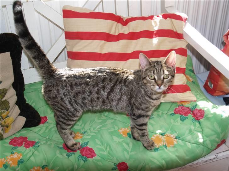 Huskat Miw billede 10