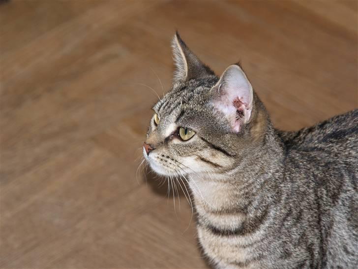 Huskat Miw billede 11