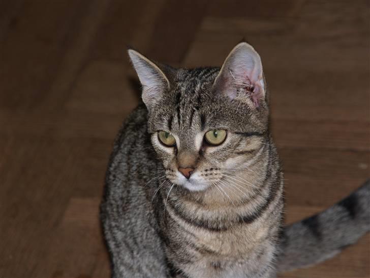 Huskat Miw billede 12