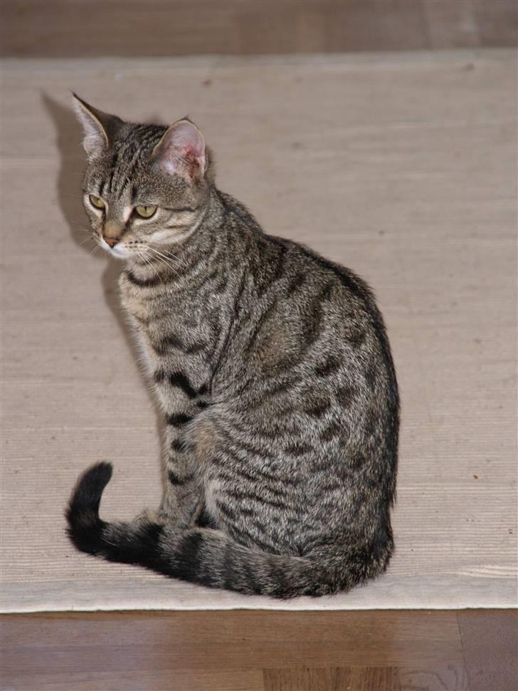 Huskat Miw billede 13