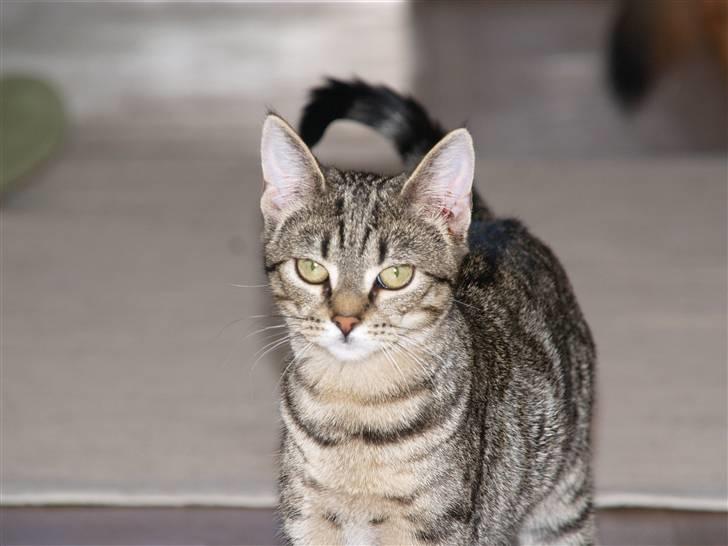 Huskat Miw billede 14