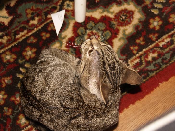 Huskat Miw billede 15