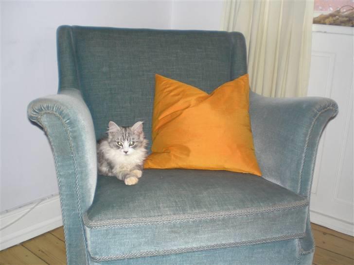 Maine Coon Marla - "Princess" Marla billede 5