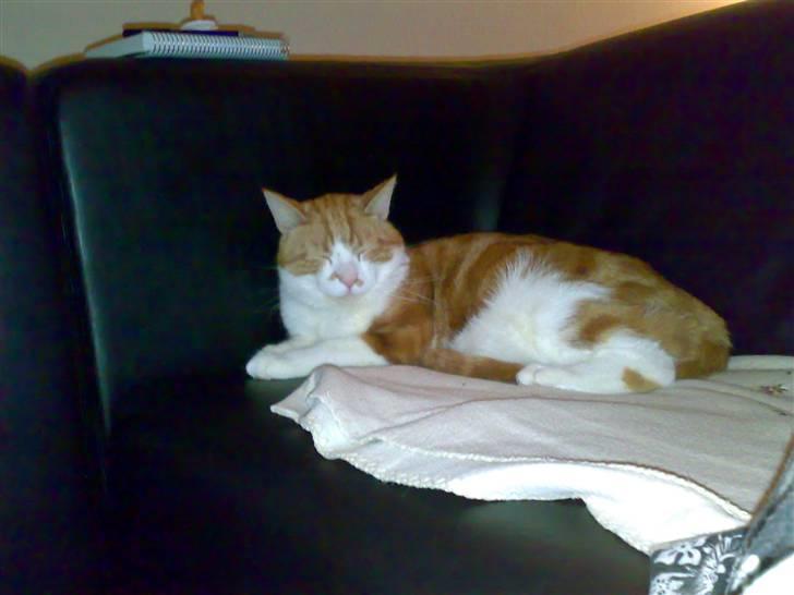 Blanding af racer Ærle Perle pif paf puf  billede 1