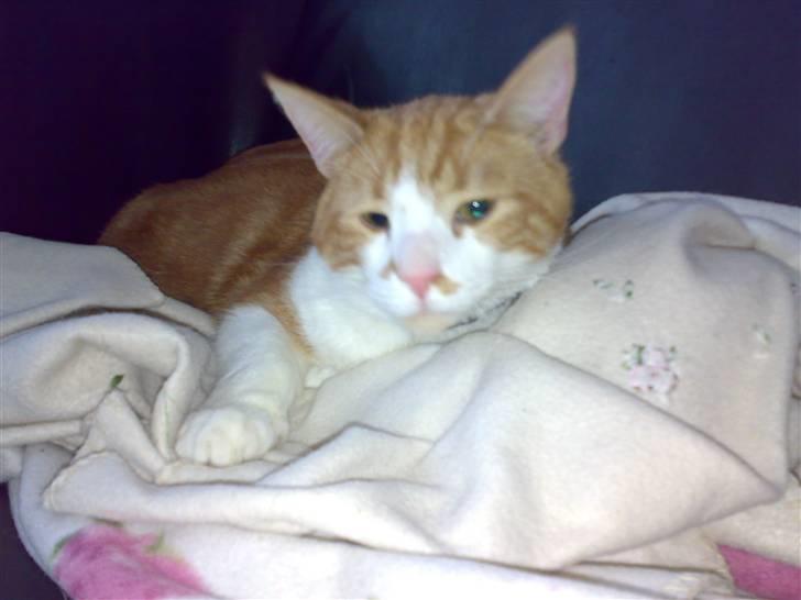 Blanding af racer Ærle Perle pif paf puf  billede 2