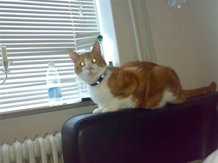 Blanding af racer Ærle Perle pif paf puf  billede 3