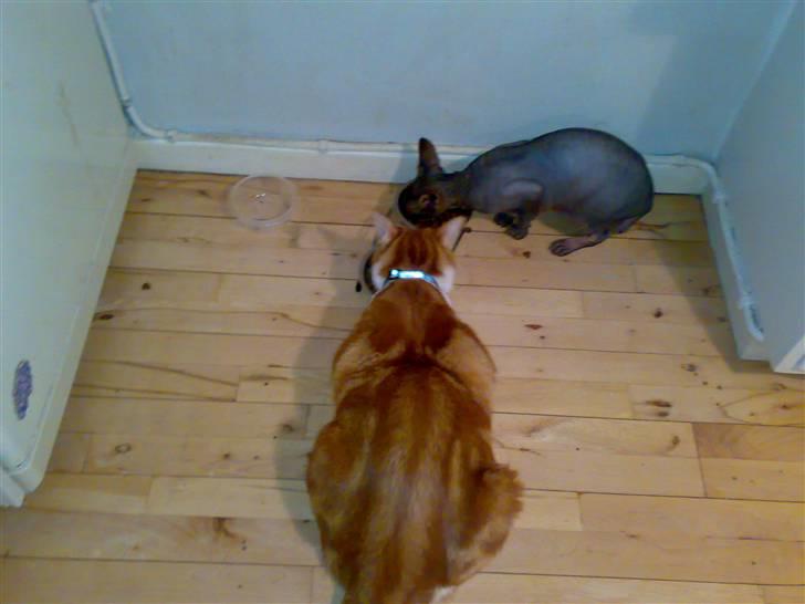 Blanding af racer Ærle Perle pif paf puf  billede 4