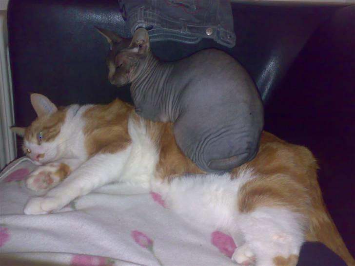 Blanding af racer Ærle Perle pif paf puf  billede 5