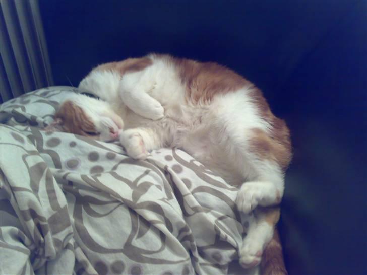 Blanding af racer Ærle Perle pif paf puf  billede 6