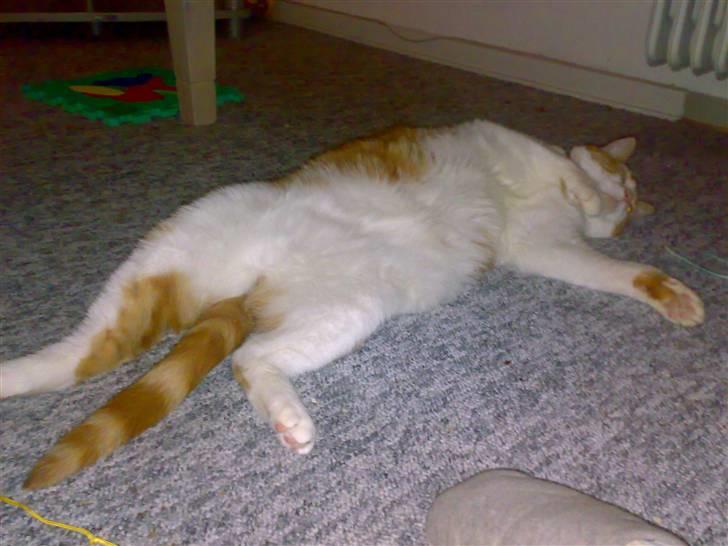 Blanding af racer Ærle Perle pif paf puf  billede 7