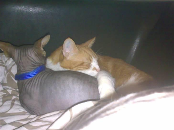 Blanding af racer Ærle Perle pif paf puf  billede 9