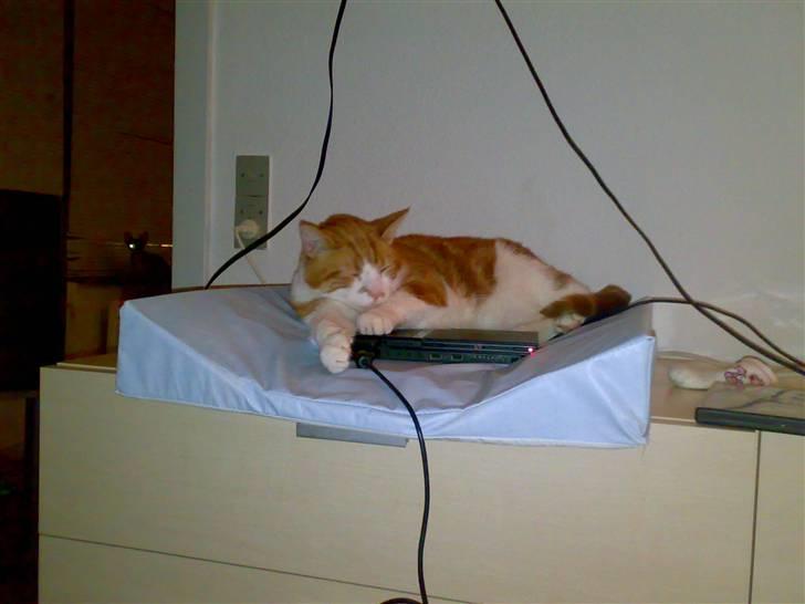 Blanding af racer Ærle Perle pif paf puf  billede 10