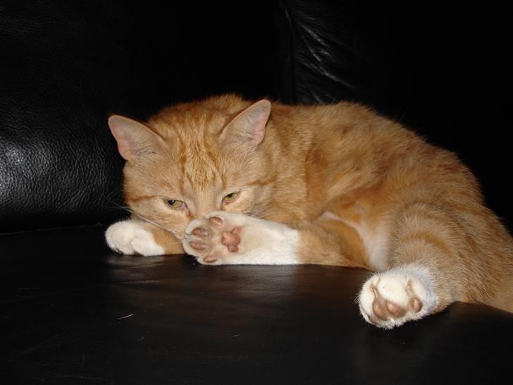 Blanding af racer Svip"R.I.P." - Velkommen til min lille bølle missers profil. billede 1