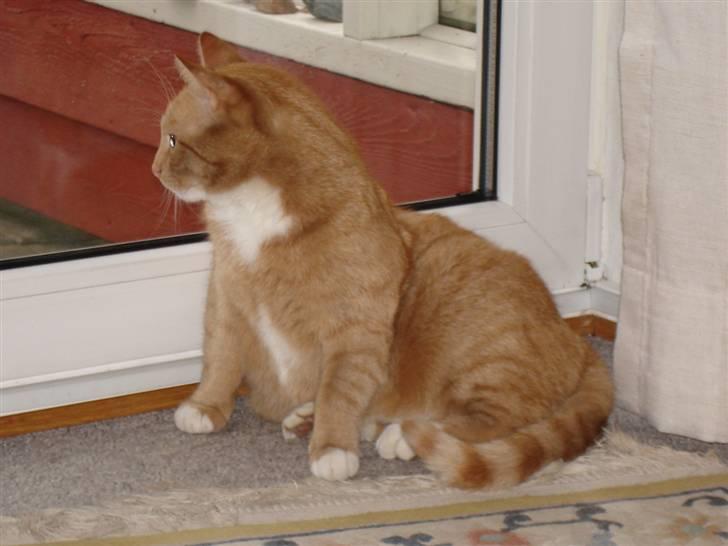 Blanding af racer Svip"R.I.P." - Han er bare såå smuk:P billede 2