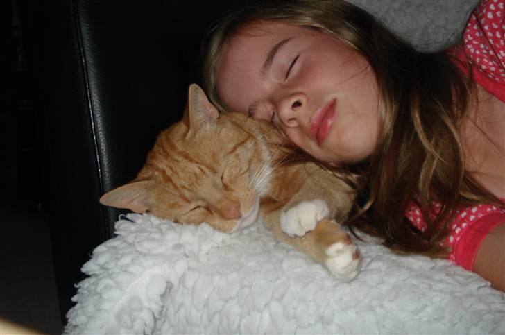 Blanding af racer Svip"R.I.P." - han er en super pude XD billede 3