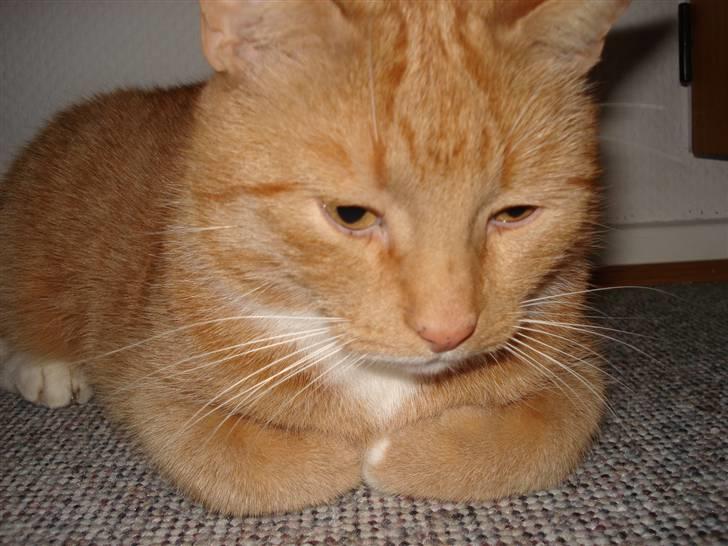 Blanding af racer Svip"R.I.P." - Ej gå din vej med det kamera billede 4