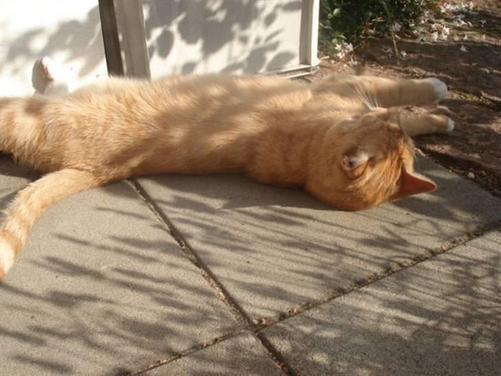 Blanding af racer Svip"R.I.P." - Sommer Mis billede 5