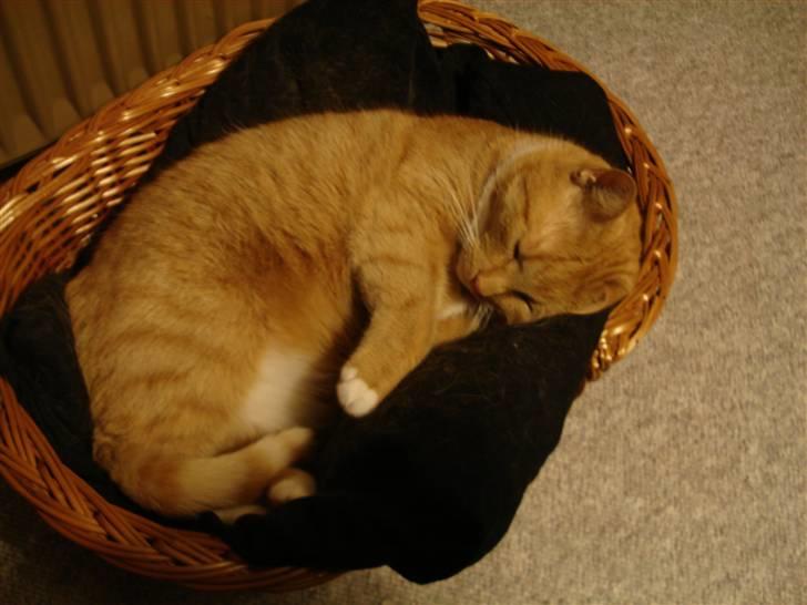 Blanding af racer Svip"R.I.P." - han elsker bare sin kurv :) billede 6