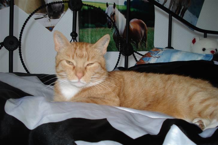 Blanding af racer Svip"R.I.P." - Total smuk :D billede 7