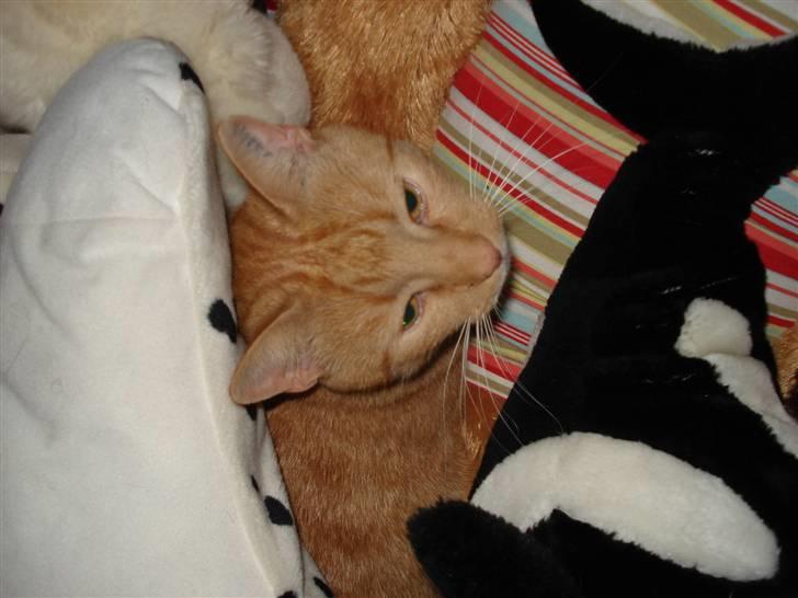 Blanding af racer Svip"R.I.P." - hehe han passer godt ind ikk :P billede 8