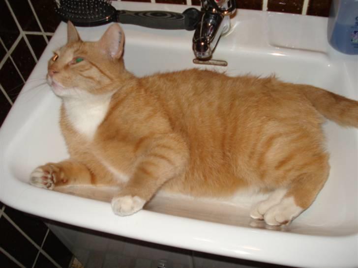 Blanding af racer Svip"R.I.P." - Jae en kat der hader vand men elsker at ligge i håndvasken det er lige det han er hehe billede 9