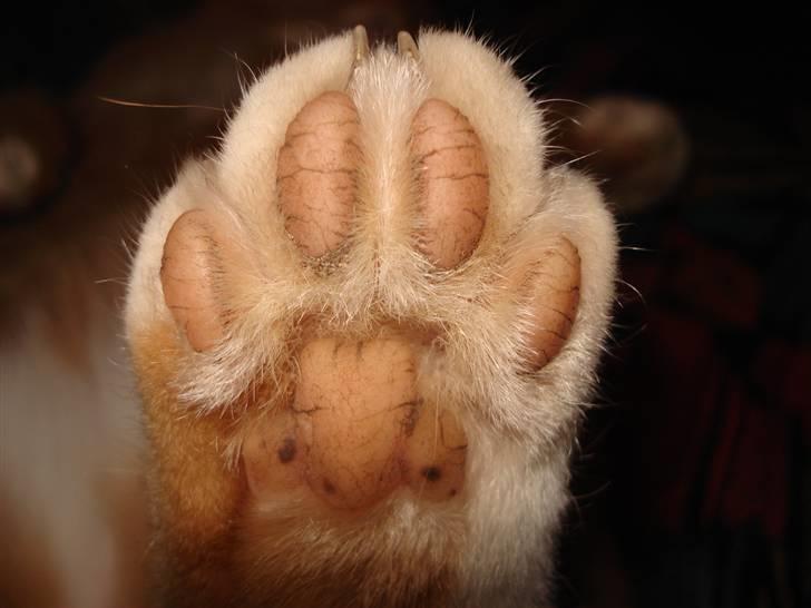 Blanding af racer Svip"R.I.P." - pote billede 10