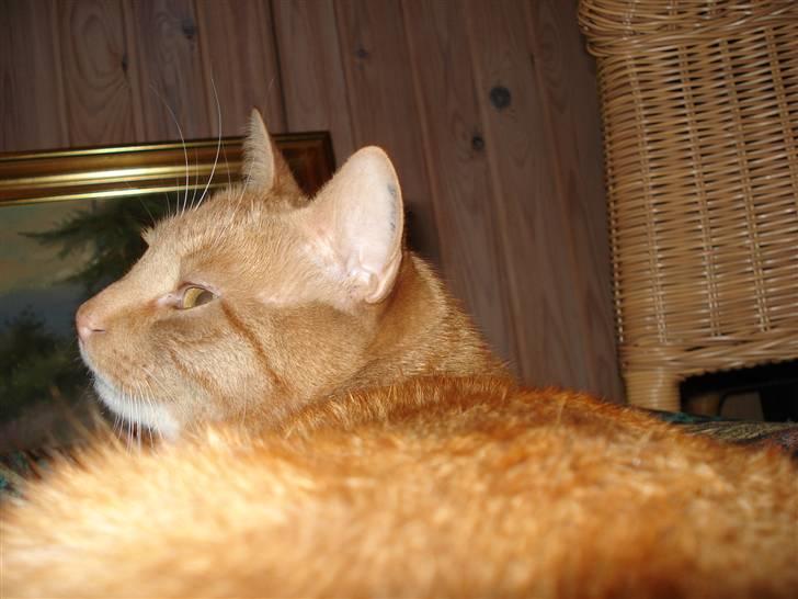 Blanding af racer Svip"R.I.P." - ser jeg ikk tndere ud på det her billede? haha billede 11