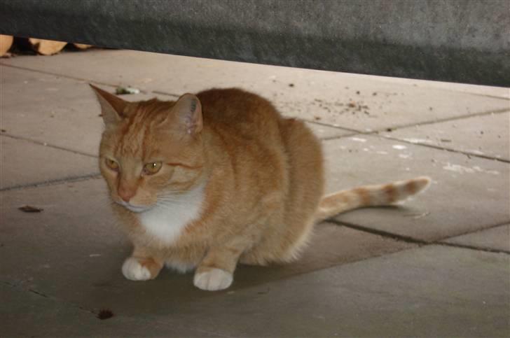 Blanding af racer Svip"R.I.P." - Puha det er koldt billede 12