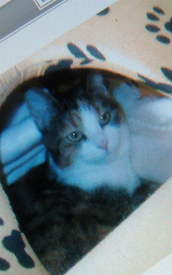 Huskat Trille billede 1