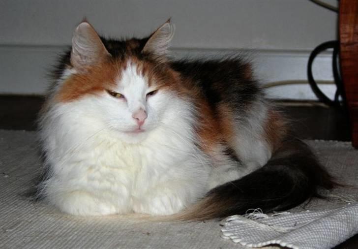 Norsk Skovkat  Carisma Cat's Beauty Que billede 15