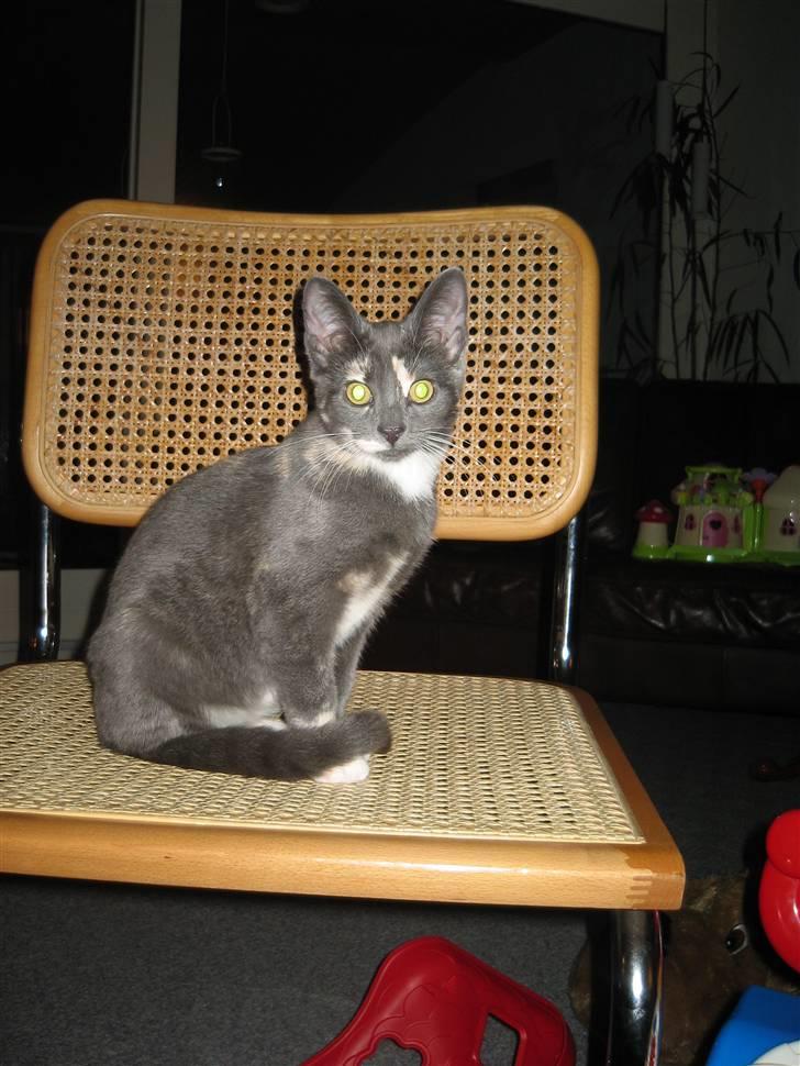 Huskat Lucy - Lucy ca. 4mdr gammel billede 1