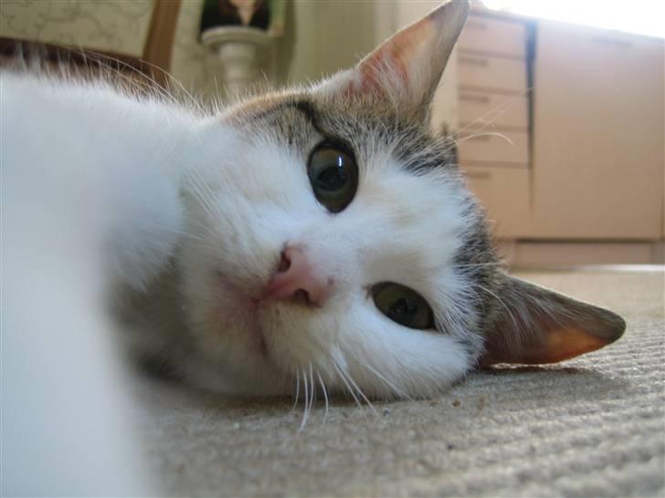 Huskat Lille My billede 1