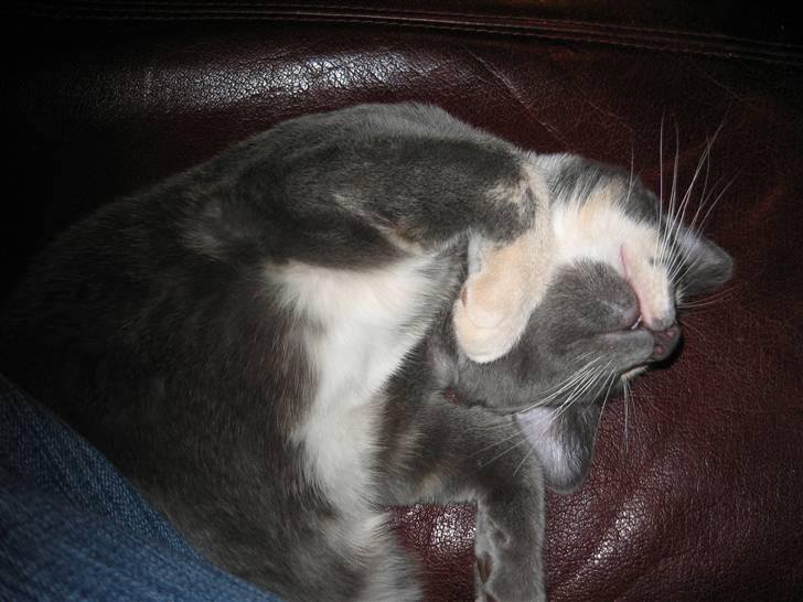 Huskat Lucy - Orv, hvor jeg bare elsker at sove!  billede 2