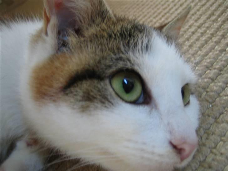 Huskat Lille My billede 2