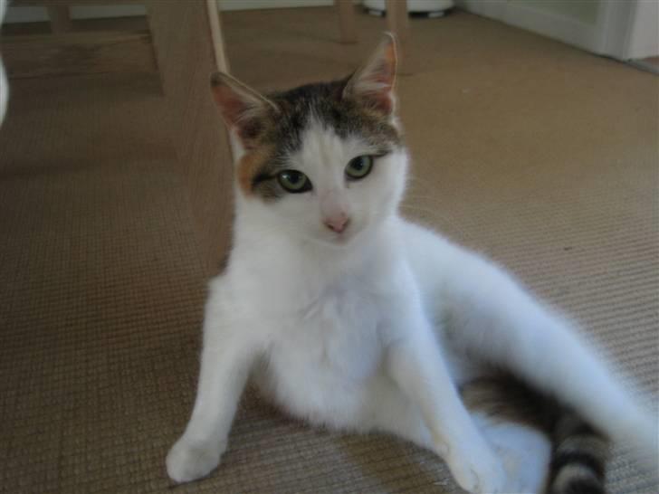 Huskat Lille My billede 3