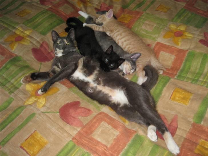 Huskat Lucy - Mig og mine babyer (Leo/rød, Elvis/sort og Cookie/grå) billede 3