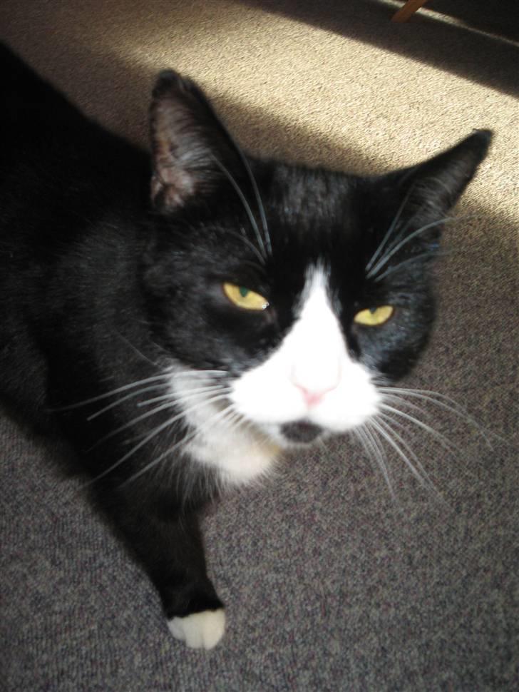 Huskat Baldrick - Cool dude.....eller hvad? billede 1