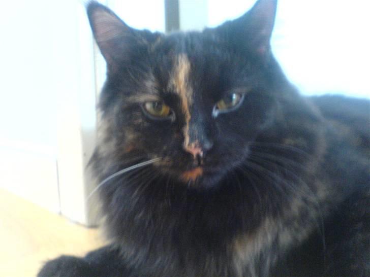 Norsk Skovkat Chilli - Jeg gider ikk det der nu, mor!!! Men jeg ser da meget godt ud ikk...! billede 6