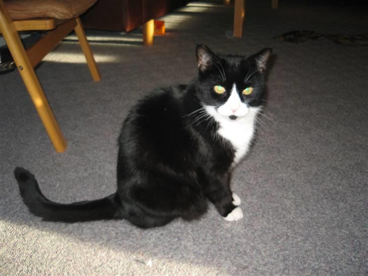 Huskat Baldrick - Min "mor" siger jeg bare er sådan en pæn dreng!   billede 2