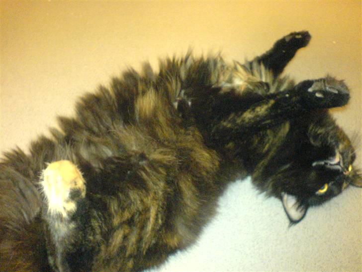 Norsk Skovkat Chilli - "Du er for lækker, Chilli! Lækker, lækker, lækker" billede 7