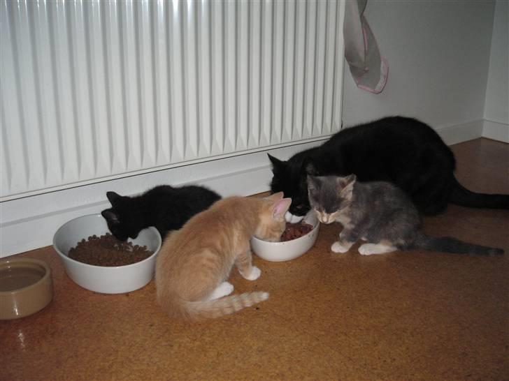 Huskat Baldrick - Nogen skal jo lære de små god bordskik!   billede 3