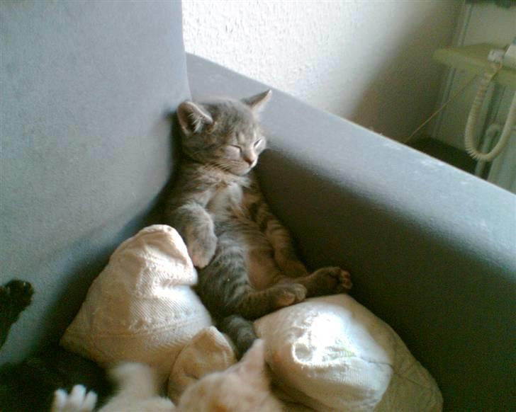 Blanding af racer turbo r.i.p  - nøj hvor er jeg træt billede 2