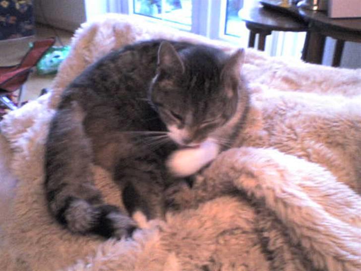 Huskat Smut *Prinsessen* - vasker mig lige:) billede 7