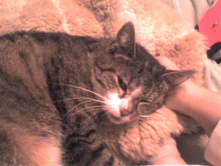 Huskat Smut *Prinsessen* - SNORK! billede 8