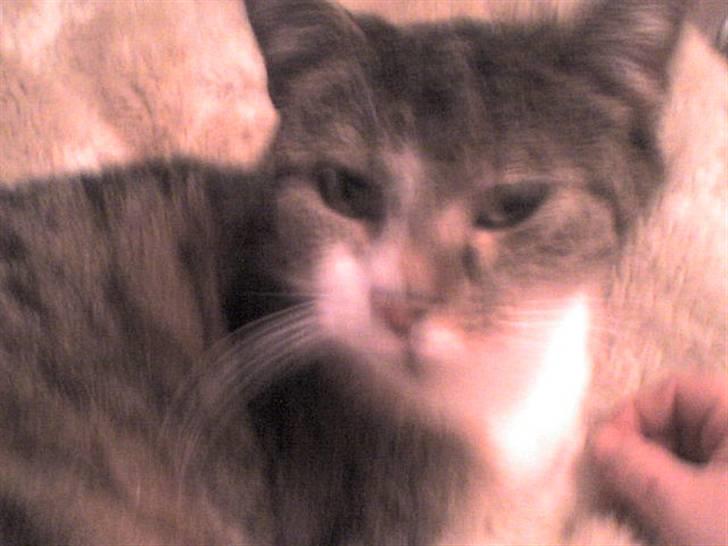 Huskat Smut *Prinsessen* - GO´ mor´n! billede 9