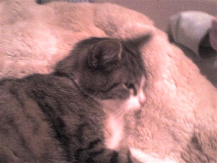 Huskat Smut *Prinsessen* - prinsesse igen=) billede 10