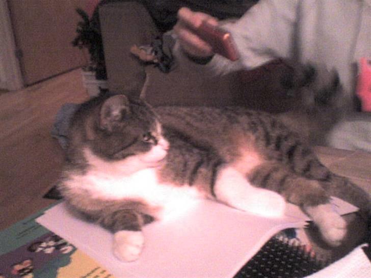 Huskat Smut *Prinsessen* - FØLER SIG LIDT SOM DRONNING! billede 11