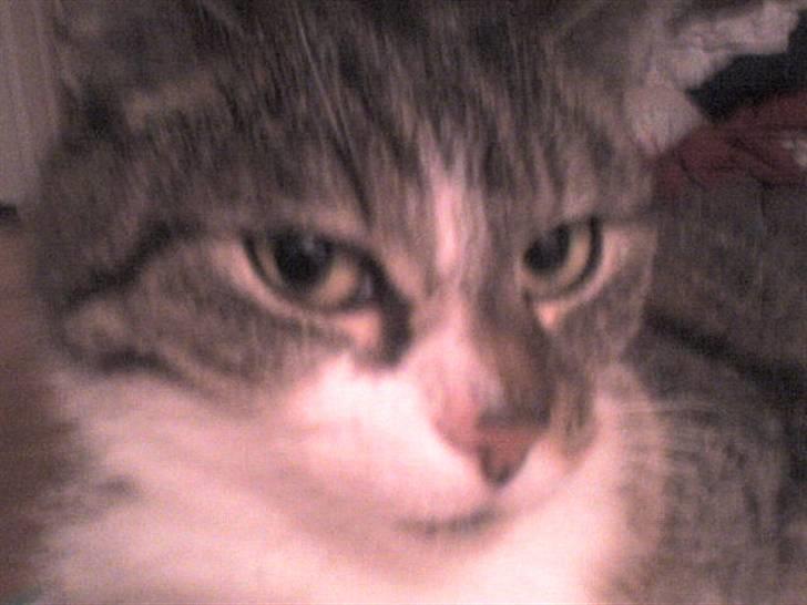 Huskat Smut *Prinsessen* - NÆRBILLEDE:) billede 12