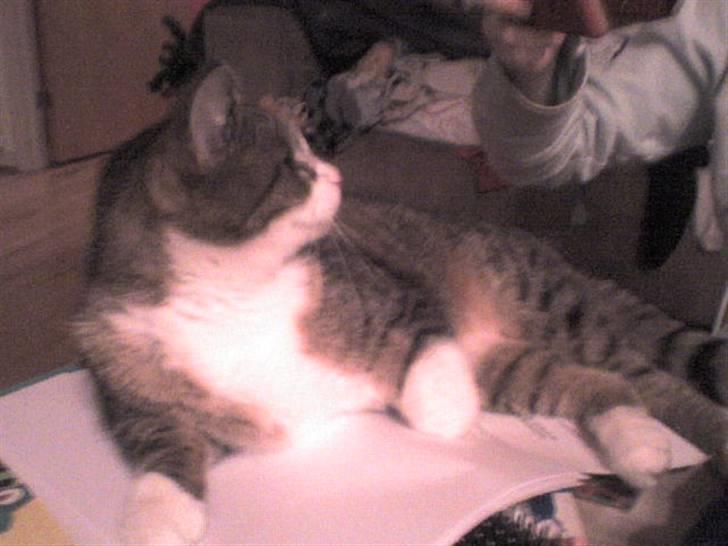 Huskat Smut *Prinsessen* - DRONNING! billede 13