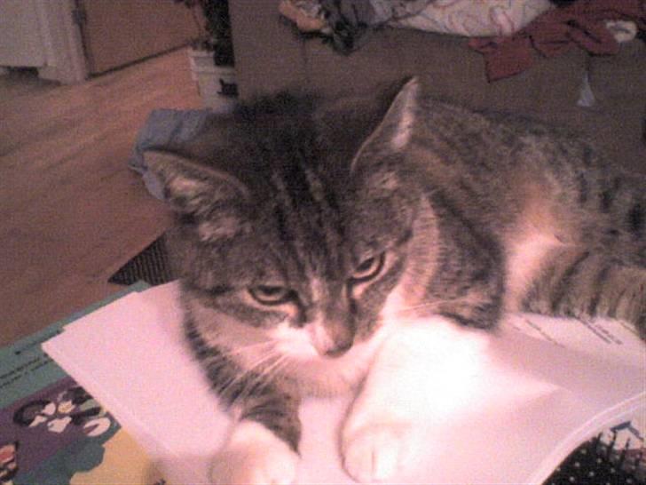 Huskat Smut *Prinsessen* - NU SMUTTER HUN! HAHA SMUT SMUTTER HAHA!! billede 14